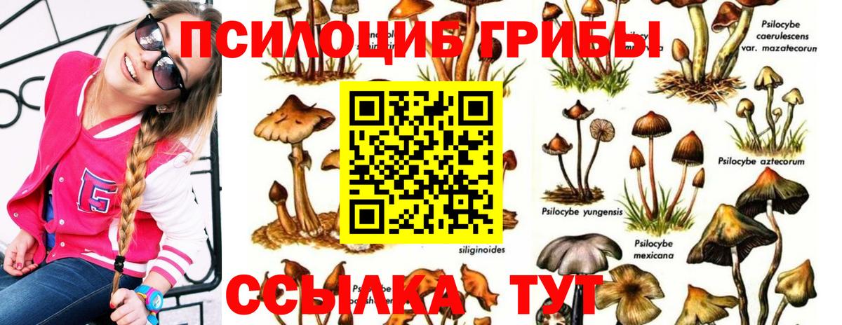Галлюциногенные грибы Cubensis Сланцы